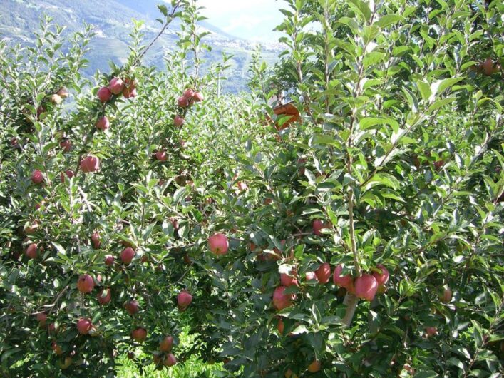 Apfelbäume mit roten Äpfeln direkt am Marlinger Waalweg