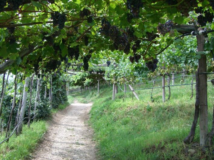 Weinreben über dem Marlinger Waalweg