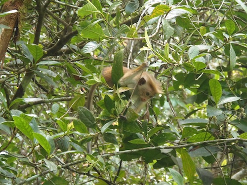 ein Affe turnt im Sinharaja Nationalpark durch die Bäume