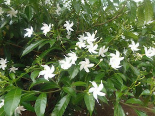 exotische Blüten in Sri Lanka