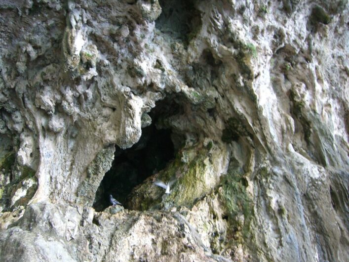 Vögel flattern in ihre Felshöhlen an der Grotta Zinzulusa