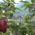 Blick zwischen Apfelbäumen hindurch Richtung Schenna und Dorf Tirol