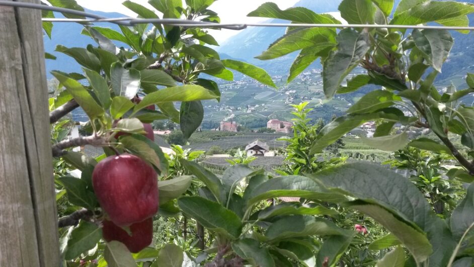 Blick zwischen Apfelbäumen hindurch Richtung Schenna und Dorf Tirol