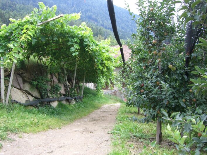 Der Schenner Waalweg führt vor dem Brunjaunhof zwischen Weinreben zur Linken und Apfelbäumen zur Rechten hindurch.