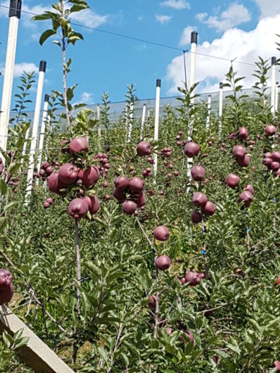 Apfelplantage voller roter Äpfel