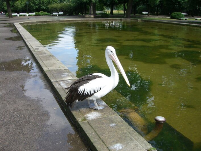 ein Pelikan sitzt an Wasserbassin im Tierpark Berlin