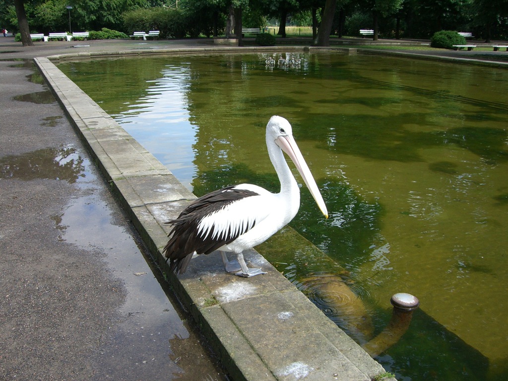 Pelikan Im Tierpark Berlin Places And Pleasure