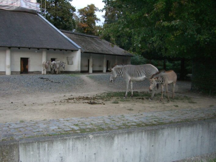 Blick auf die Zebras im Berliner Zoo