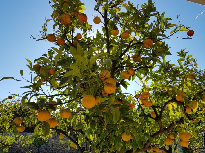 Zitrusfrüchte im Garten vom Hotel Tenuta Moreno