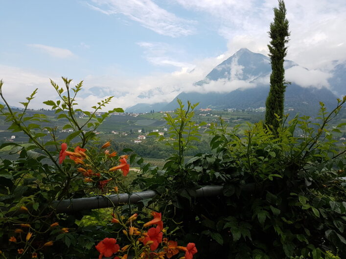 Blick zwischen Blumen und Grün hindurch auf Dorf Tirol und den Hochmuth