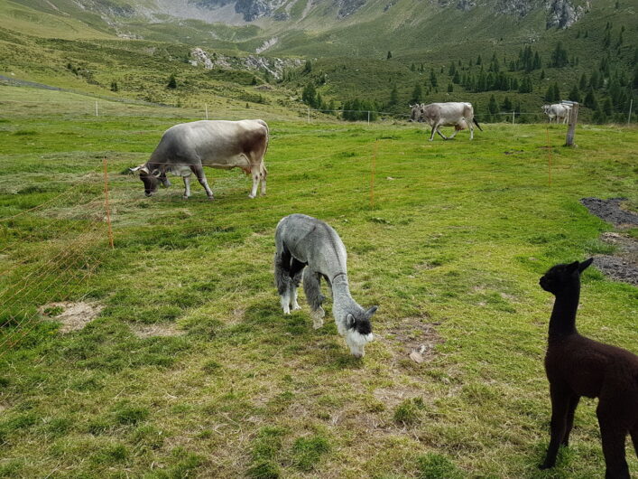 Alpakas und Kühe grasen auf der Weide der Hirzer Hütte