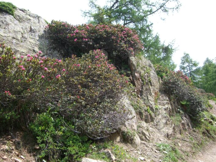 blühende Alpenrosen am Wegesrand im Hirzergebiet