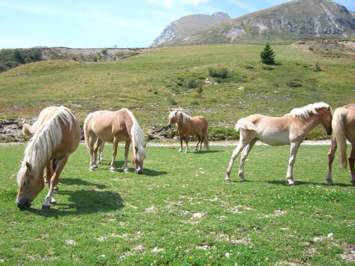 Haflinger grasen mit ihren Fohlen auf Meran 2000