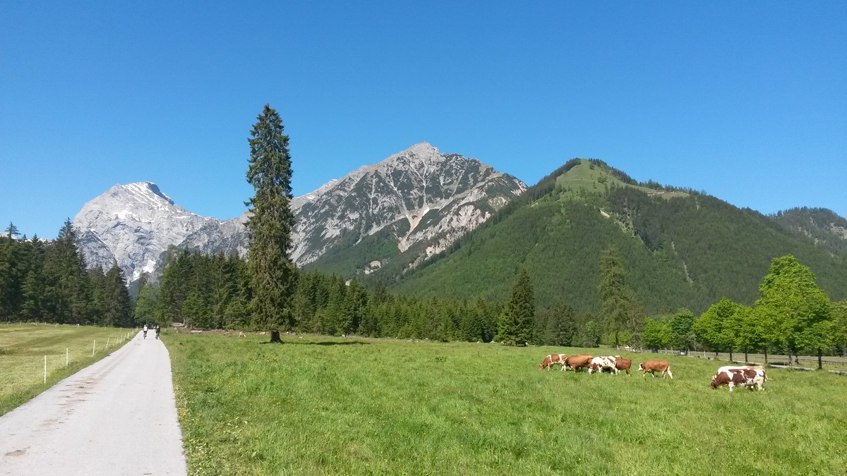 weidende Kühe direkt hinter dem Parkplatz Karwendeltäler und Blick auf die Gipfel