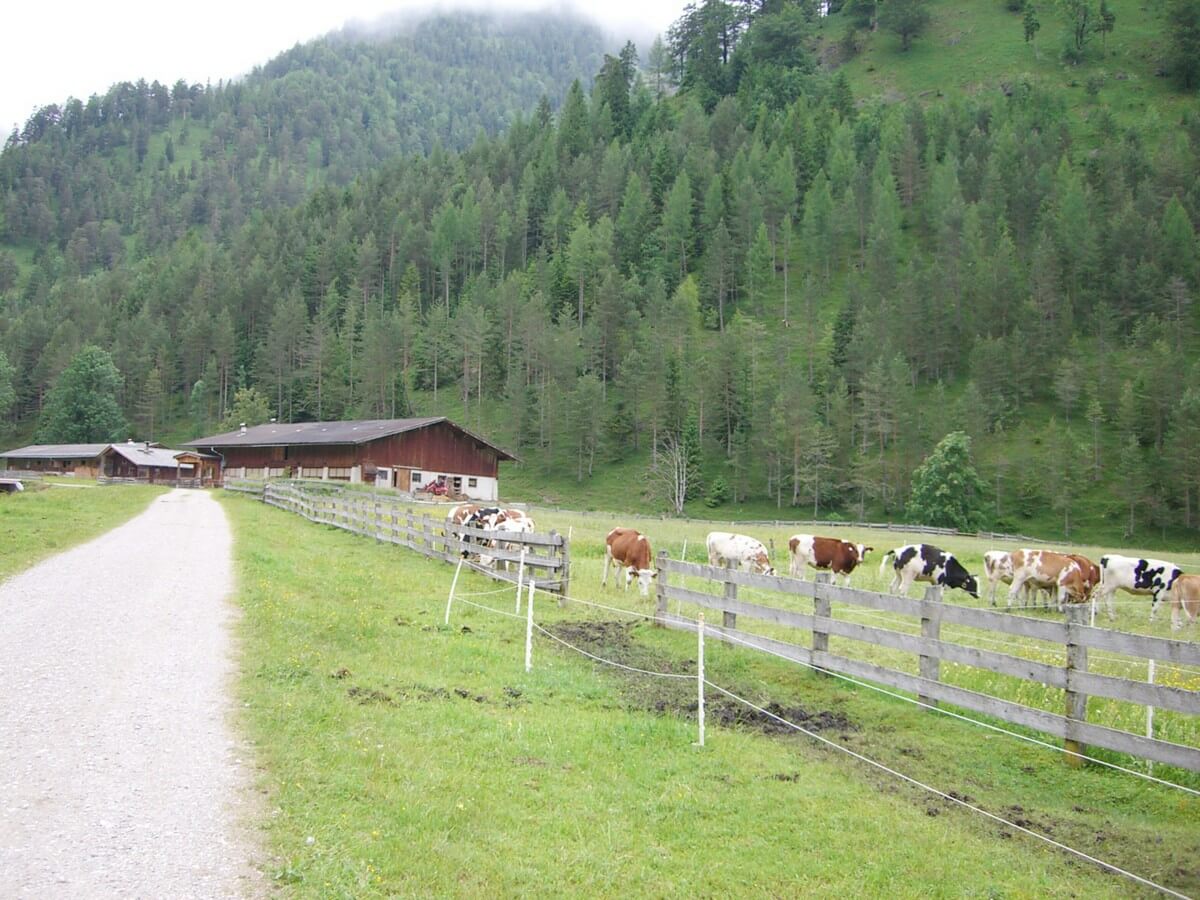 weidende Kühe an der Pletzachalm