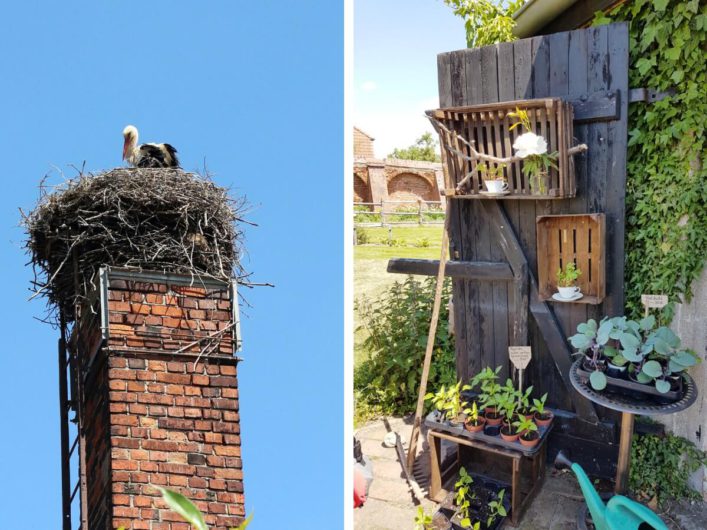 ein Storch im Horst und die Gärtnerei von Kloster Jerichow