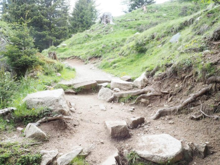 schmaler Waldweg mit Steinen und Wurzeln als Abkürzung zum Wanderweg 18A auf Meran 2000
