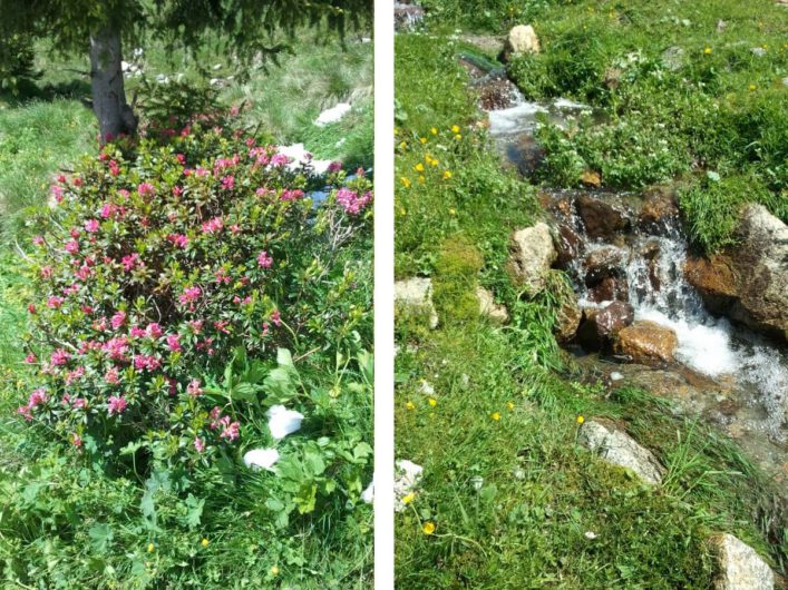 blühende Alpenrosen und ein plätschender Bergbach auf Meran 2000