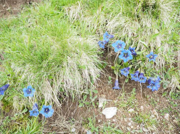 blauer Enzian am Wegesrand