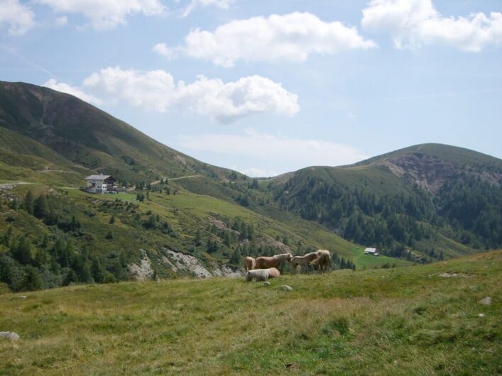 grasende Haflinger auf Meran 2000 und Blick auf die Meraner Hütte