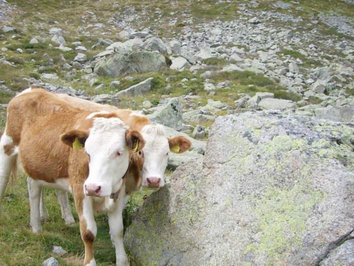 zwei Kälber am Weg zum Kratzbergersee