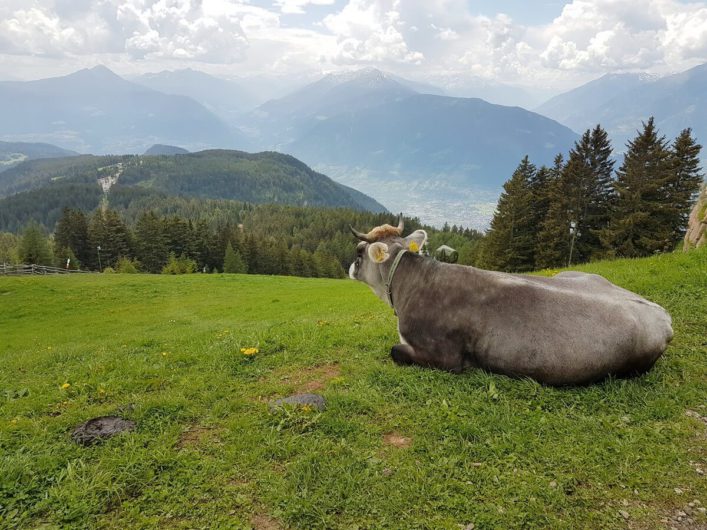 Kuh liegt auf der Weide an der Bergbahn Meran 2000 und Blick auf die Ortlergruppe in der Ferne