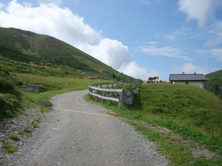 Haflinger rechts und links des Wanderweges vor der Meraner Hütte