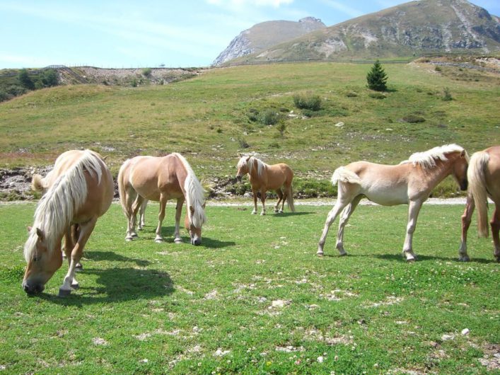 weidende Haflinger auf Meran 2000