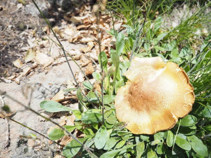 Pilz am Wegesrand auf einer Wanderung am Ritten bei Bozen