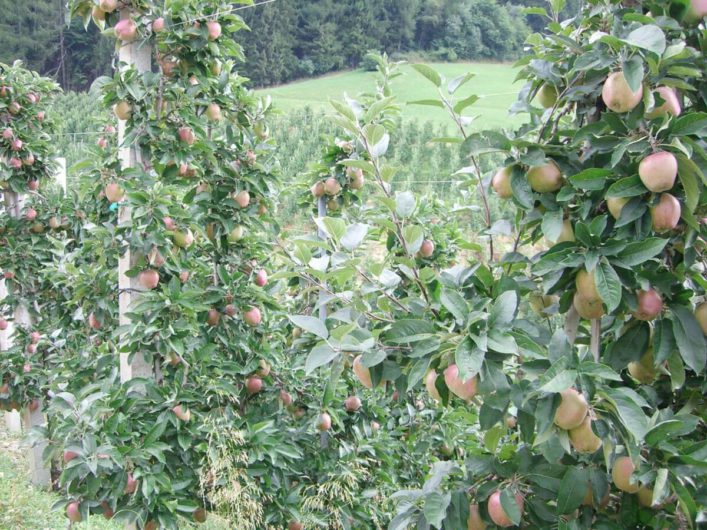 Apfelbäume direkt am Wanderweg im Meraner Land