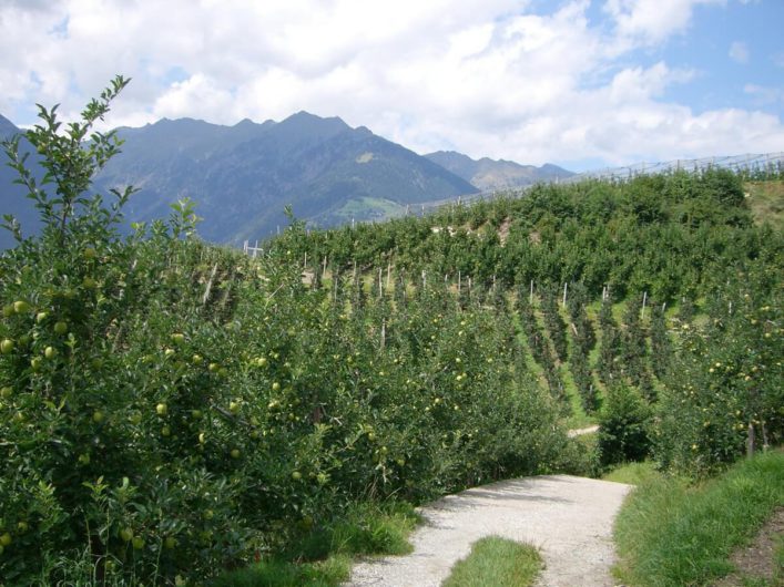 Wanderweg inmitten von Apfelplantagen im Meraner Land