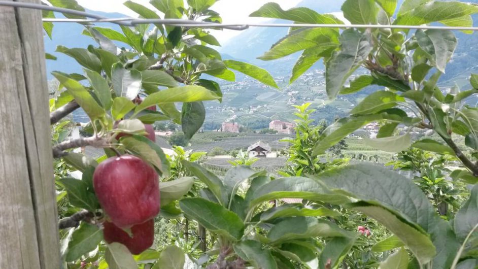 Blick zwischen Äpfeln hindurch auf Schenna