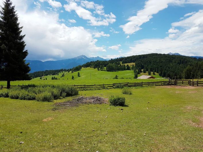 Almwiese oberhalb der Leadner Alm