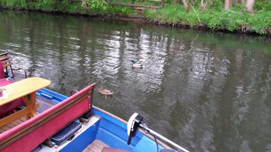 Enten schwimmen neben dem Kahn auf der Spreewaldfahrt