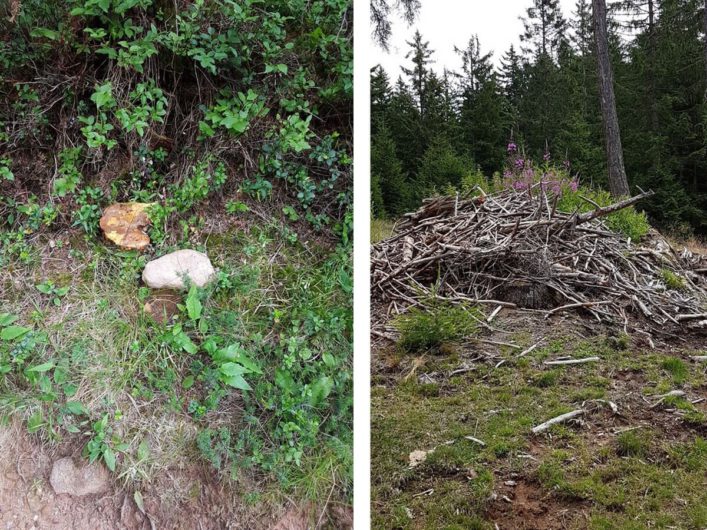 aufgeschichtetes Gehölz und Pilze am Wegesrand