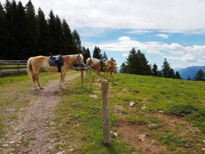 Haflinger einer Reitergruppe an der Wurzer Alm