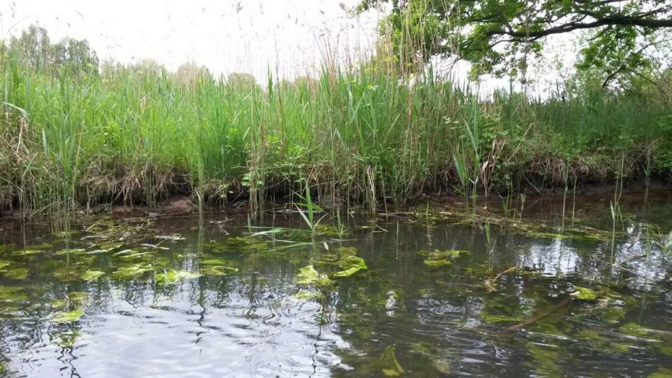 vorbei an Schilf mit dem Kahn im Spreewald