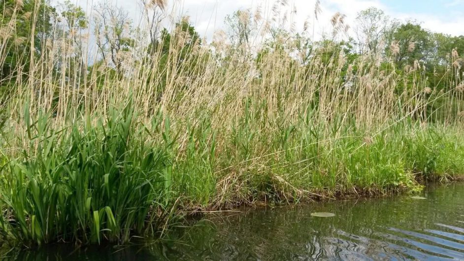 Schilf neben den Fließen im Spreewald