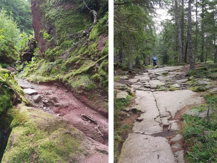 Weg über Steinplatten und Wurzeln auf der Almenrunde in Hafling