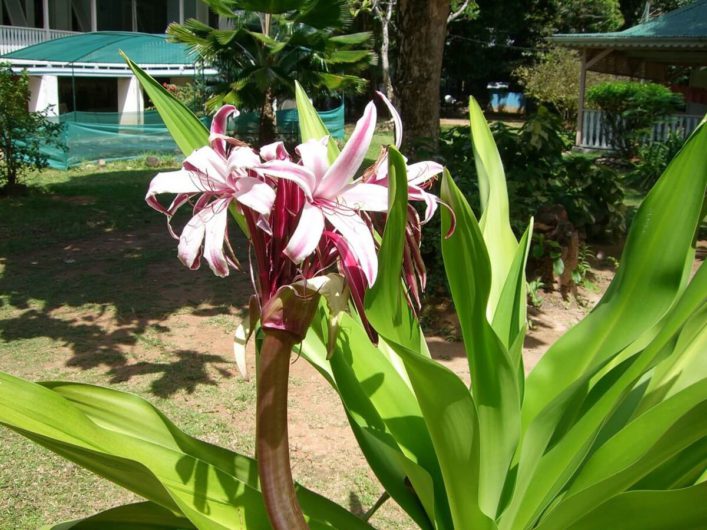 tropische Blumen auf den Seychellen