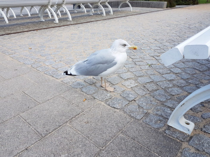 Möwe an der Promenade des Seebad Bansin