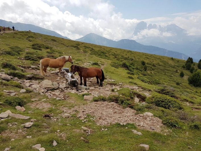 Pferde auf der Alm im Naturpark Puez-Geisler