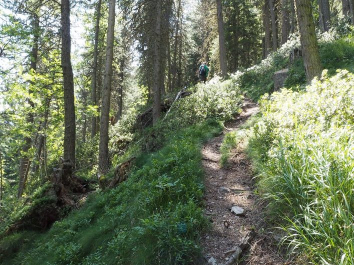 schmaler Wanderweg durch den Wald hinauf zur Ramitzler Schwaige