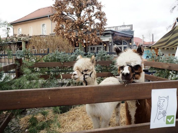 Alpakas auf dem Weihnachtsmarkt im Großen Spreewaldhafen von Lübbenau