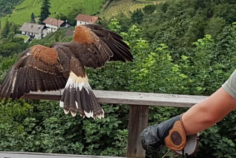 Greifvogel bei der Flugschau auf Schloss Tirol