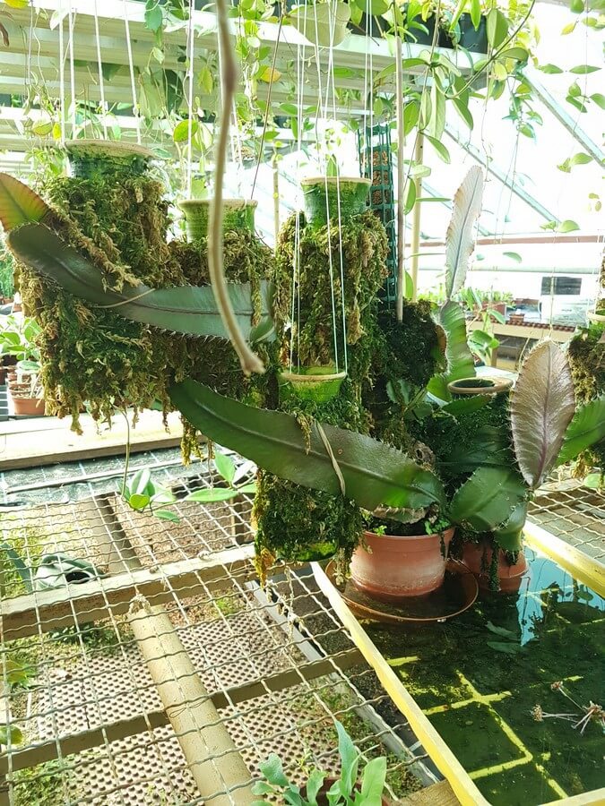 Kaktus aus dem Amazonasdelta