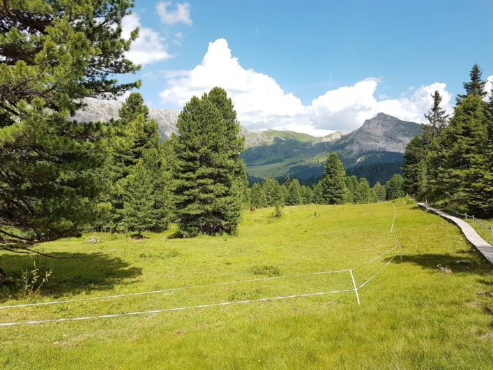 hölzerner Weg über die Wiese hinter der Geisleralm