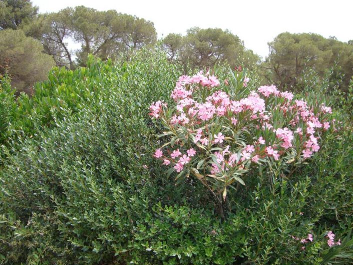 blühender Oleander am Castel del Monte