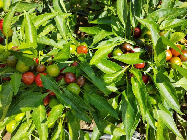 Tomaten am Strauch