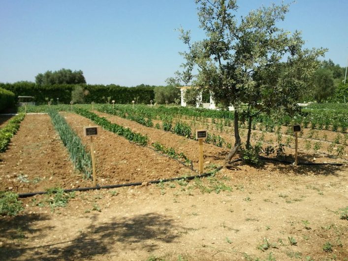 eigener Gemüsegarten der Tenuta Moreno